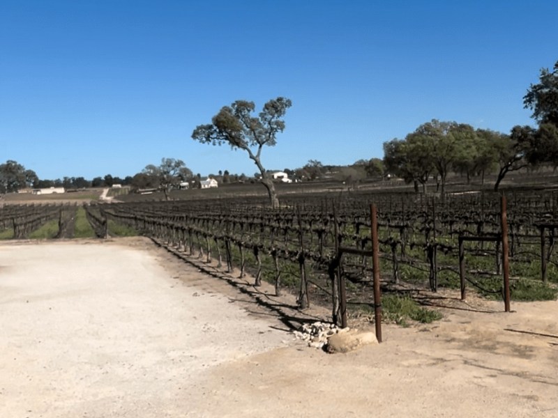 Best Paso Robles Travel Guide with&nbsp;Kids